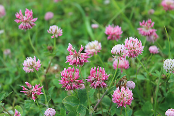 Image showing Pink flowers of clover