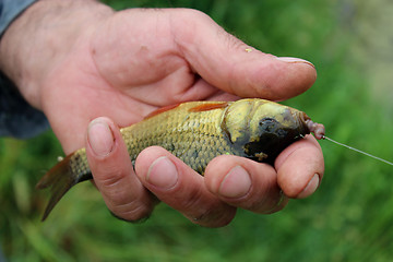 Image showing caught big crucian in hand