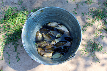 Image showing bucket with caught crucians
