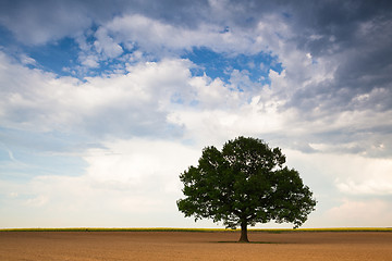 Image showing Lonely tree on the empty field
