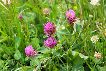 Image showing Pink flowers of clover