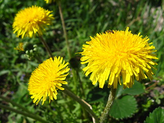 Image showing three yellow flowers of dandelion