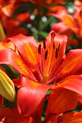 Image showing big red beautiful lily