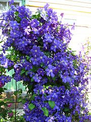 Image showing beautiful blue flowers of clematis