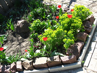 Image showing red tulips on the flower-bed