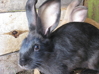 Image showing black and brown big nice rabbits