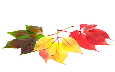 Image showing Three leafs of different seasons isolated on white background