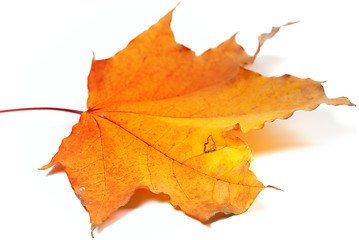 Image showing Autumn yellow maple leaf. Selective focus. 