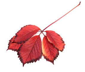 Image showing Red autumn leaf