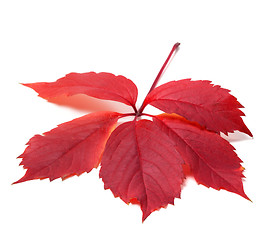 Image showing Autumn red leave (Virginia creeper leaf)