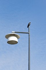 Image showing Jackdaw on a lamp post