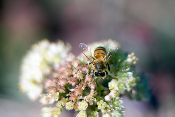 Image showing Bee on a flower