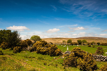 Image showing On the pasture in Dartmoor