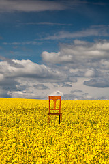 Image showing Lonely chair on the empty rape field