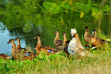 Image showing Ducks