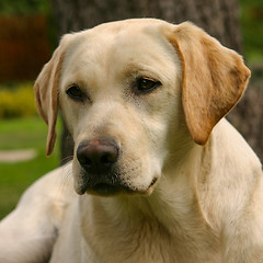 Image showing Labrador retriever in the garden