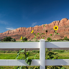 Image showing Sunflowers behind the fence