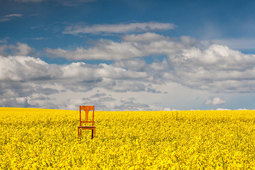 Image showing Lonely chair on the empty rape field