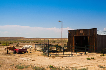 Image showing The horses on the Wyoming farm