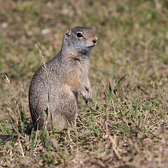 Image showing Portrait of typical marmot in Grand Teton