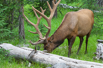 Image showing Large bull elk grazing in summer grass in Yellowstone