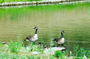 Image showing Geese Lost