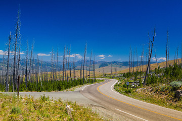 Image showing Dead forest in Yellowstone National Park