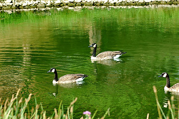 Image showing Geese