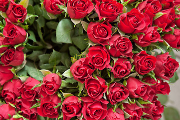 Image showing roses background