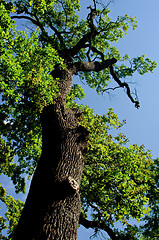 Image showing Summery afternoon in beeches forest.