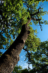 Image showing Summery afternoon in beeches forest.