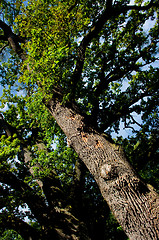 Image showing Summery afternoon in beeches forest.