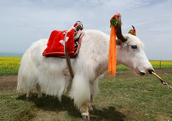 Image showing White yak on the grassland