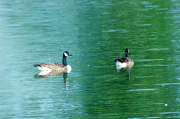 Image showing Geese