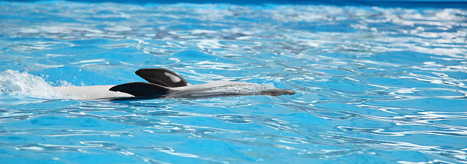 Image showing dolphin in the water
