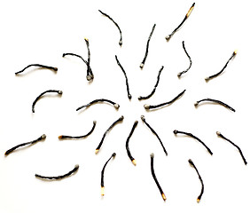 Image showing burned matches 