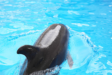 Image showing dolphin in the water