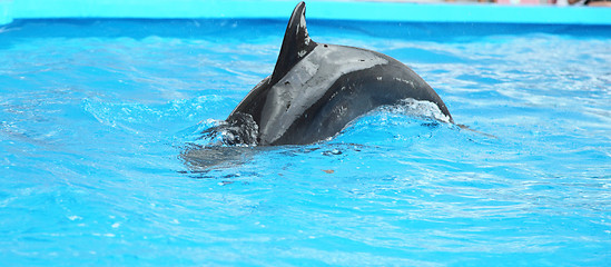 Image showing dolphin in the water