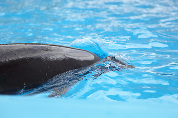 Image showing dolphin in the water