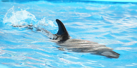 Image showing dolphin in the water