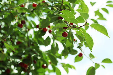 Image showing cherries