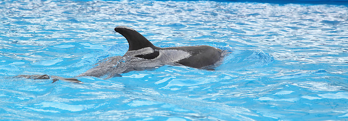 Image showing dolphin in the water