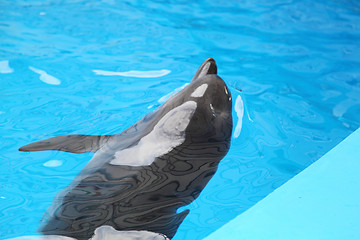 Image showing dolphin in the water