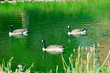 Image showing Geese