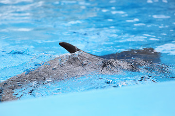 Image showing dolphin in the water