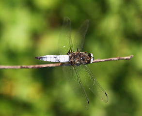 Image showing Dragonfly