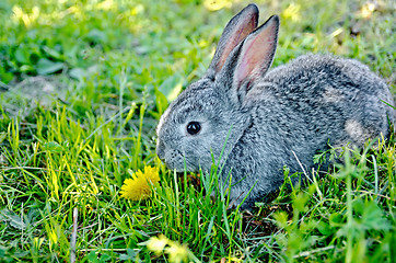 Image showing Rabbit gray on the grass with dandelion