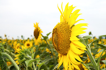 Image showing Beautiful sunflowers in the field