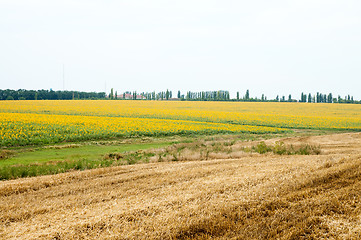 Image showing road, sunflower field and cloudy sky
