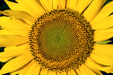 Image showing central part of sunflower as background